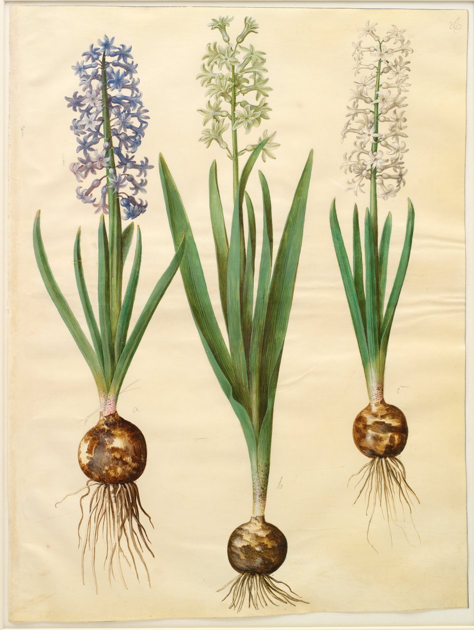 Hyacinthoides orientalis simp et pl بواسطة هانز سيمون هولتزبيكر
