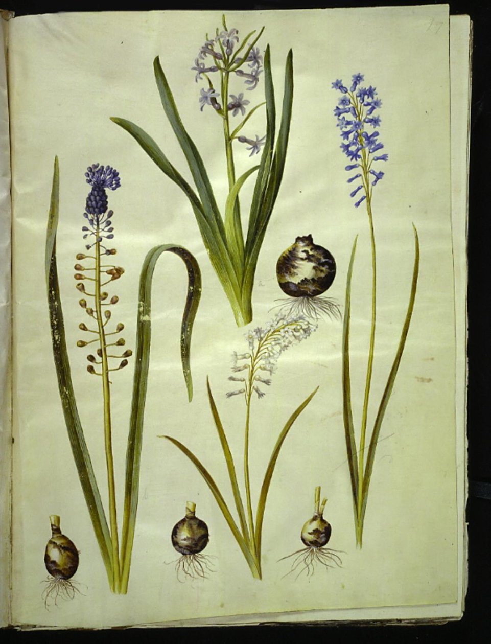 صفير شرقي (صفير الميندليج) ؛ Muscari comosum (duskhyacint) ؛ Brimeura amethystina (أزرق بيرينيسك) بواسطة هانز سيمون هولتزبيكر