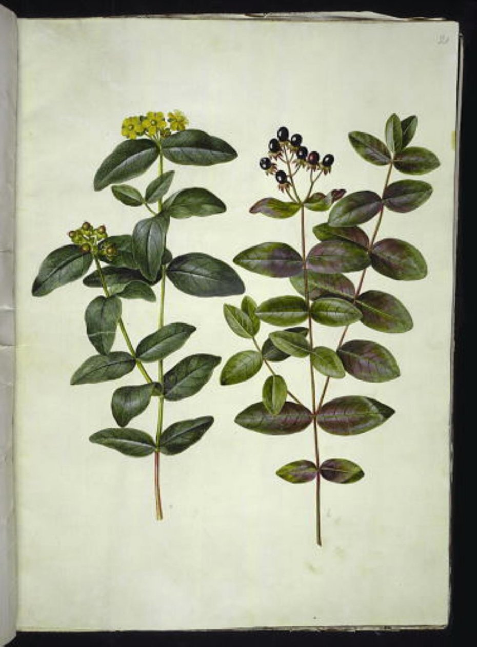 Hypericum androsaemum (نبتة التوت سانت جون) بواسطة هانز سيمون هولتزبيكر