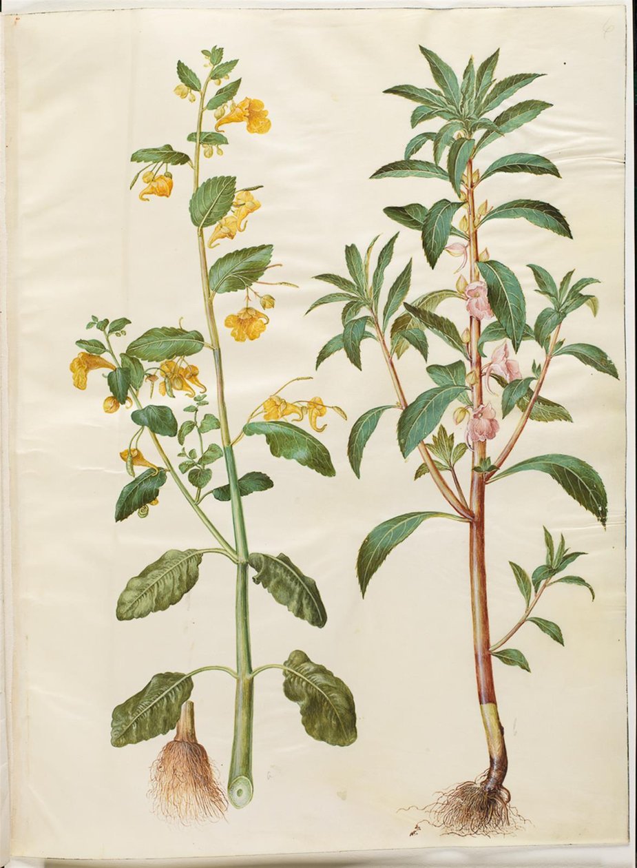 Impatiens noli-tangere (بلسم الربيع) ؛ Impatiens بلسمينا (بلسم) بواسطة هانز سيمون هولتزبيكر