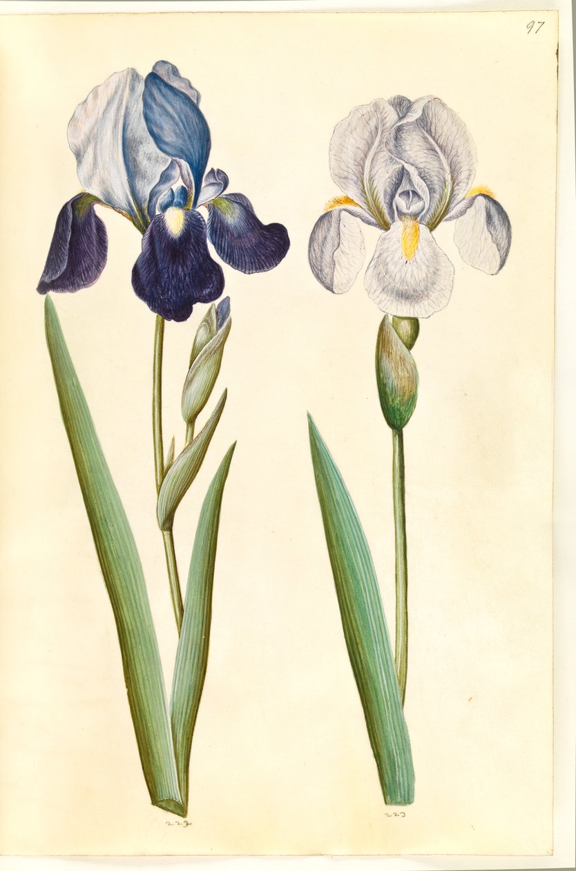 Iris × germanica أو Iris × sambucina (؟) (قزحية الحديقة أو الجرف القزحية) ؛ إيريس × جيرمانيكا (قزحية الحديقة) بواسطة هانز سيمون هولتزبيكر