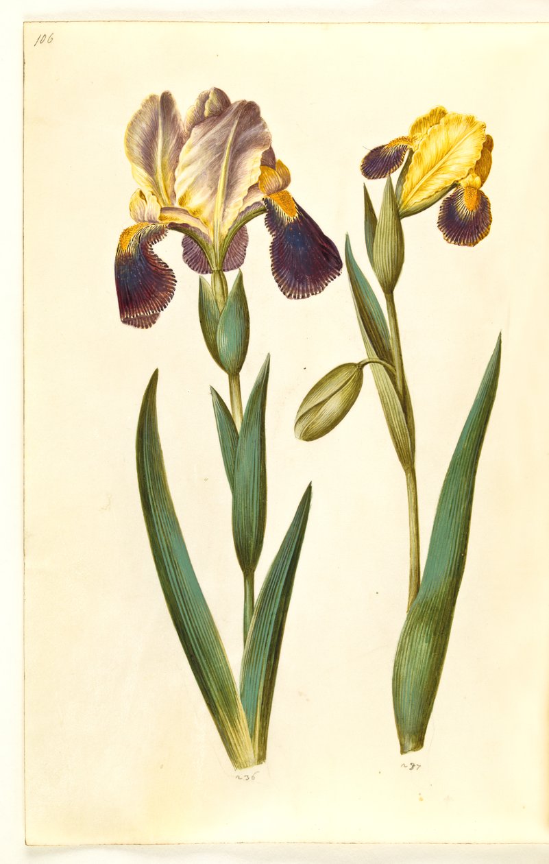 Iris × germanica أو Iris × sambucina (قزحية الحديقة أو الجرف القزحية) ؛ إيريس فاريغاتا (قزحية متنوعة) بواسطة هانز سيمون هولتزبيكر