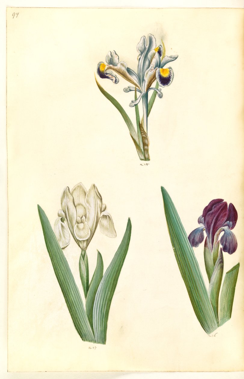 قزحية بيرسيكا (القزحية الفارسية) ؛ Iris lutescens أو Iris pumila (؟) (قزحية قزمية أو قزحية منخفضة) بواسطة هانز سيمون هولتزبيكر
