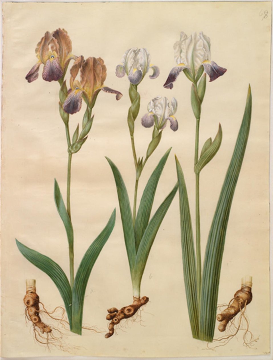إيريس × سامبوسينا (رف قزحية) ؛ Iris × Amoena (Iris hybrid) بواسطة هانز سيمون هولتزبيكر