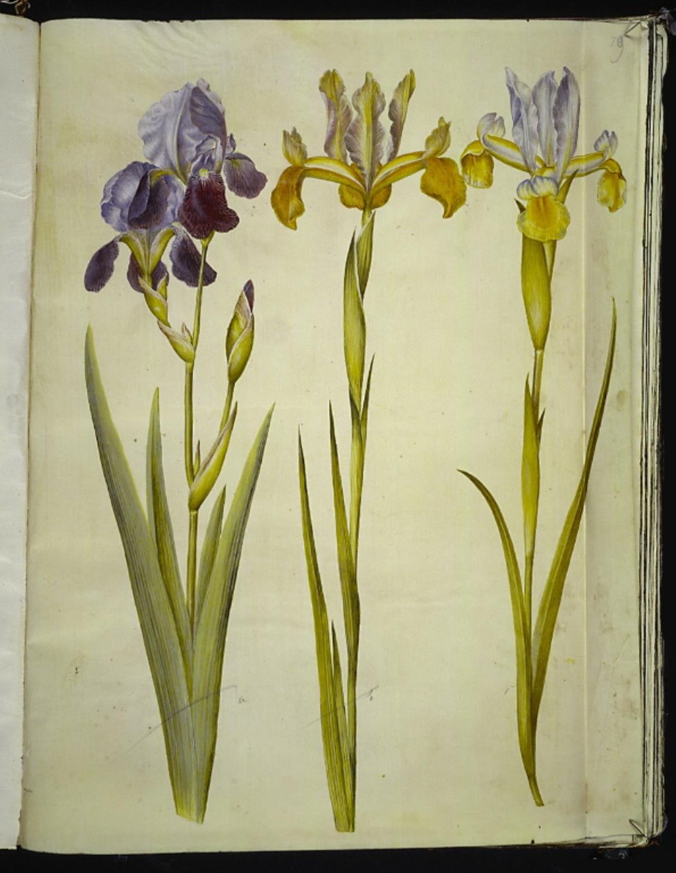 Iris × sambucina (الجرف القزحية) ؛ ايريس لاتيفوليا (الإنجليزية القزحية) بواسطة هانز سيمون هولتزبيكر