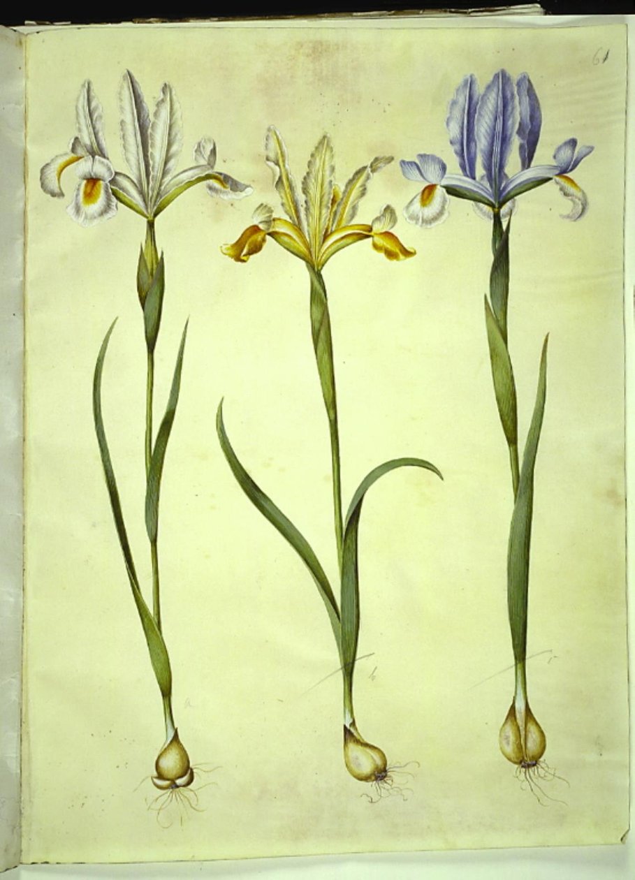 Iris xiphium (قزحية إسبانية) أو Iris latifolia (قزحية إنجليزية) ؛ قزحية إكسيفيوم (قزحية إسبانية) بواسطة هانز سيمون هولتزبيكر