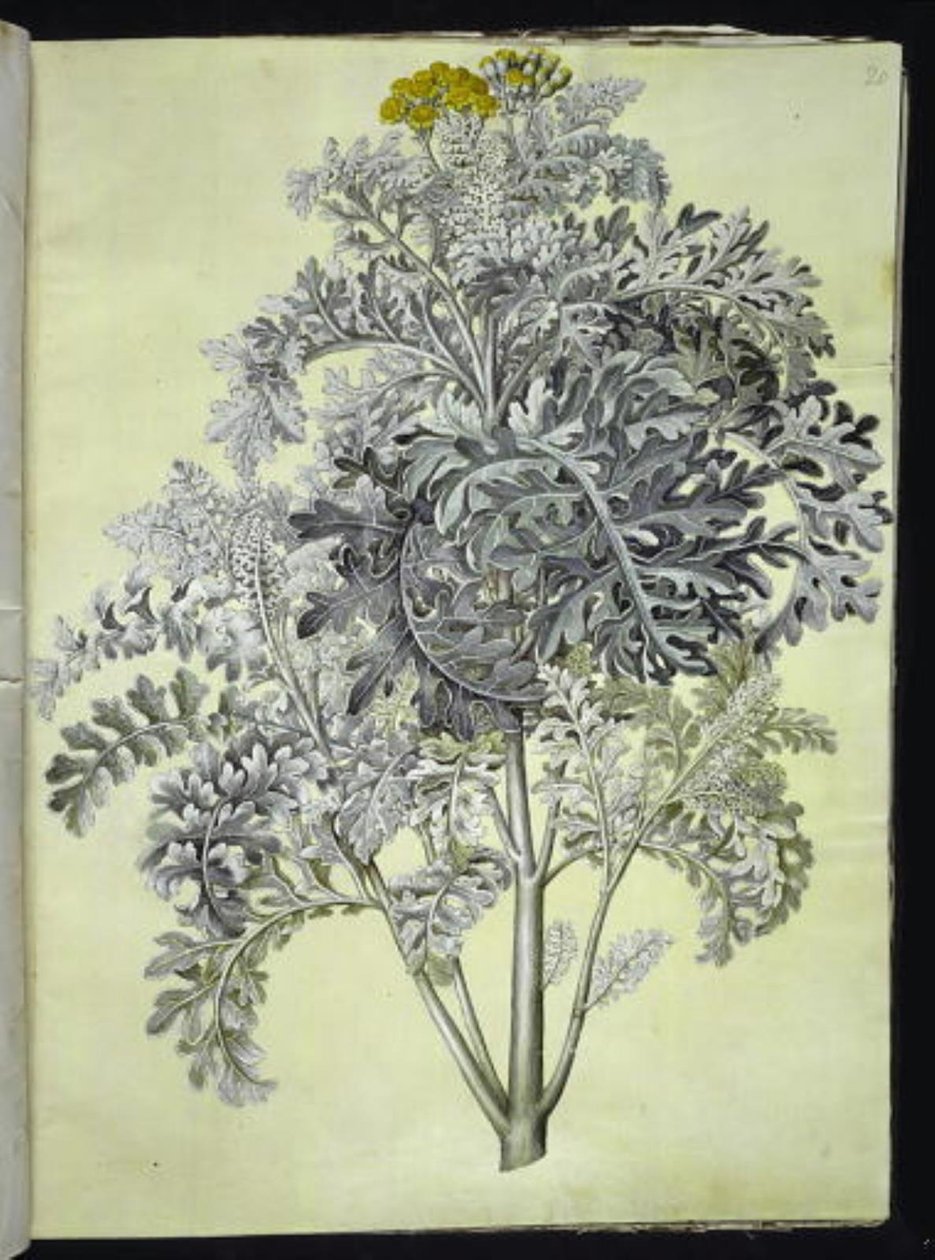 Jacobaea maritima (Grablad) بواسطة هانز سيمون هولتزبيكر