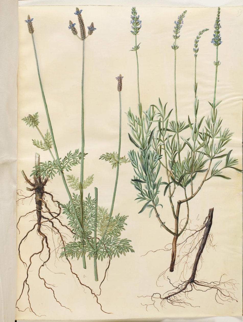 Lavandula multifida (لافندر سبايك) ؛ Lavandula angustifolia (الخزامى الحقيقي) بواسطة هانز سيمون هولتزبيكر