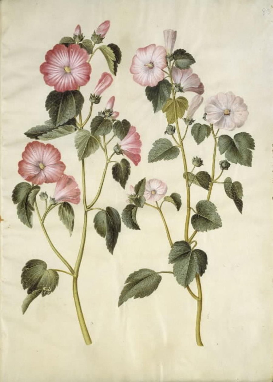 Lavatera trimestris (دودة مملوك) بواسطة هانز سيمون هولتزبيكر