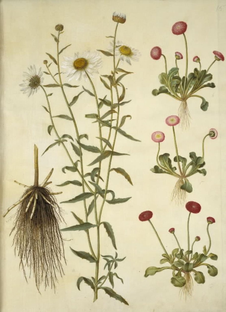 Leucanthemum vulgare (عين الثور الأبيض) ؛ بيليس بيرينس (ديزي مشترك) بواسطة هانز سيمون هولتزبيكر