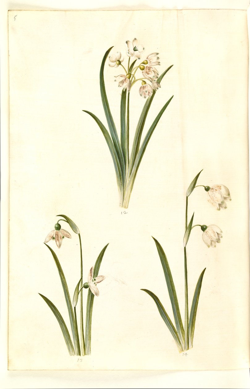 Leucojum aestivum (البرقوق الصيفي) ؛ Galanthus nivalis (قطرة الثلج الشائعة) ؛ Leucojum vernum (Dorotea lily) بواسطة هانز سيمون هولتزبيكر
