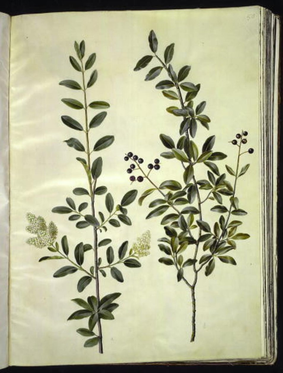 Ligustrum vulgare (خاص مشترك) بواسطة هانز سيمون هولتزبيكر