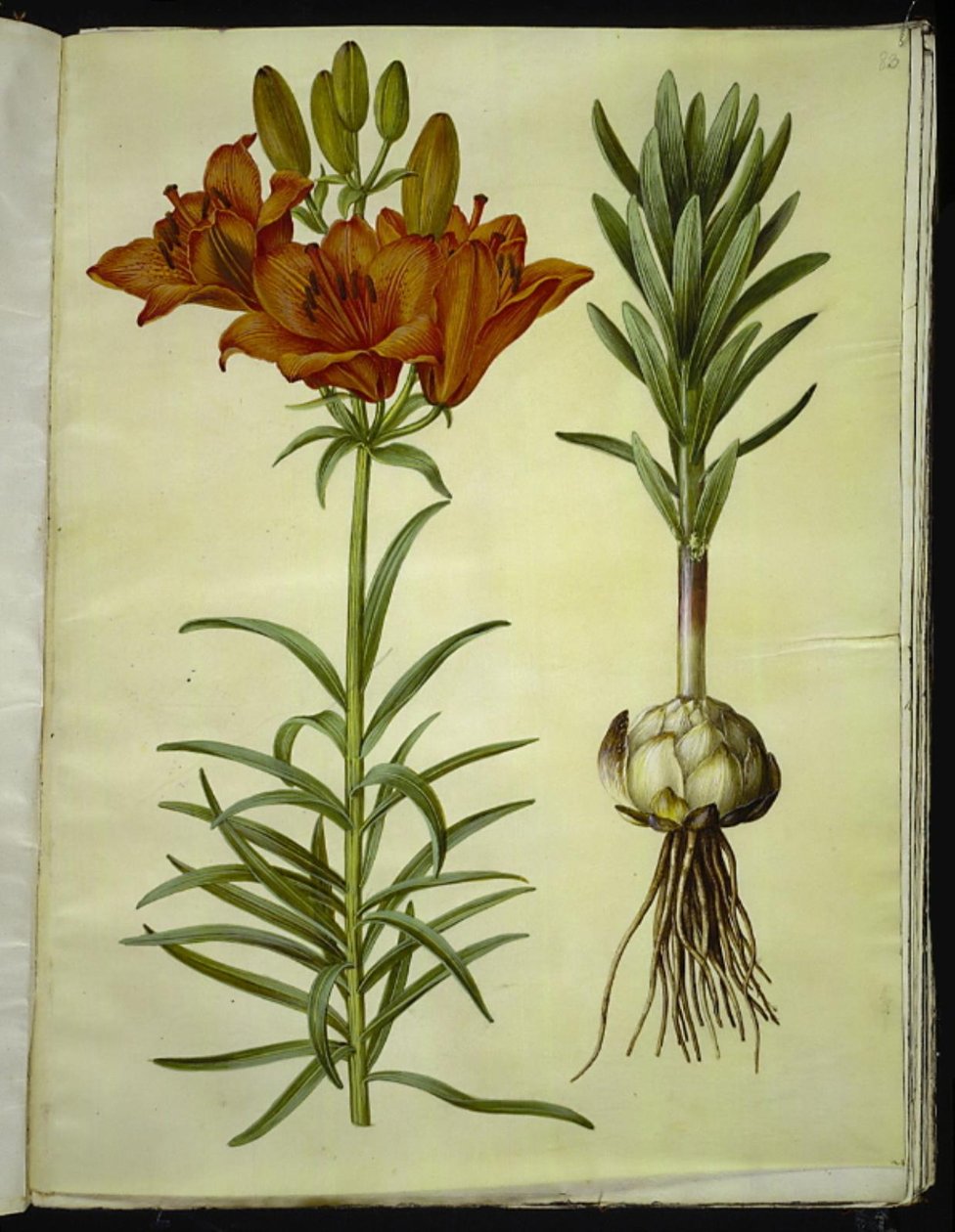 Lilium bulbiferum (زنبق النار) بواسطة هانز سيمون هولتزبيكر