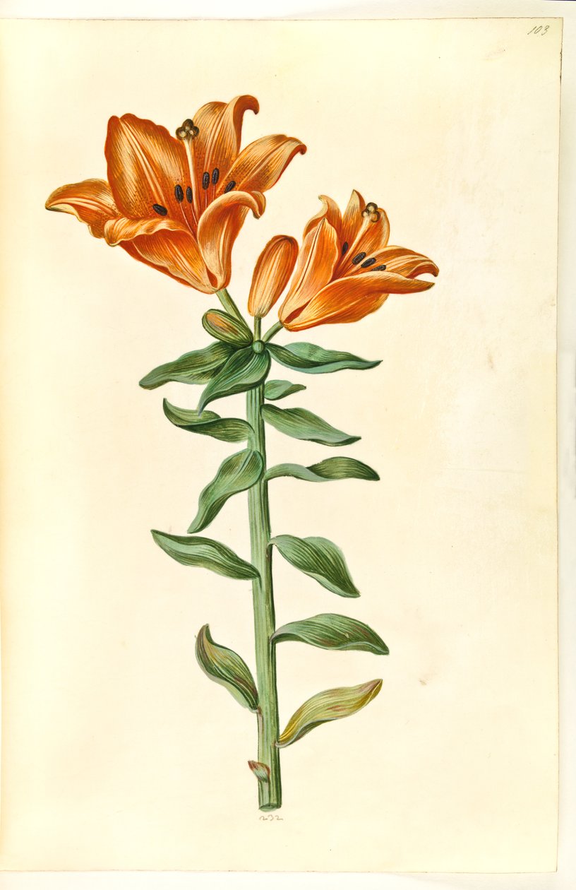 Lilium bulbiferum (زنبق النار) بواسطة هانز سيمون هولتزبيكر