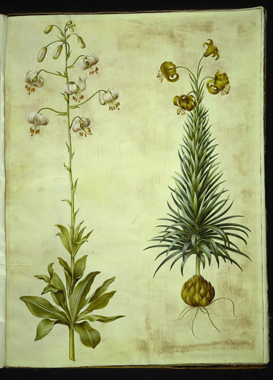 زنبق مارتاغون (إكليل زنبق) ؛ Lilium pyrenaicum (زنبق بيريني) بواسطة هانز سيمون هولتزبيكر