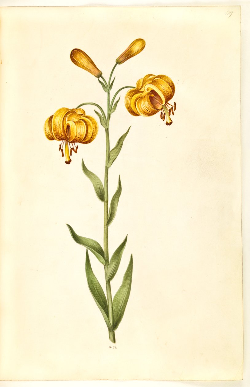 Lilium pyrenaicum (زنبق بيريني) بواسطة هانز سيمون هولتزبيكر