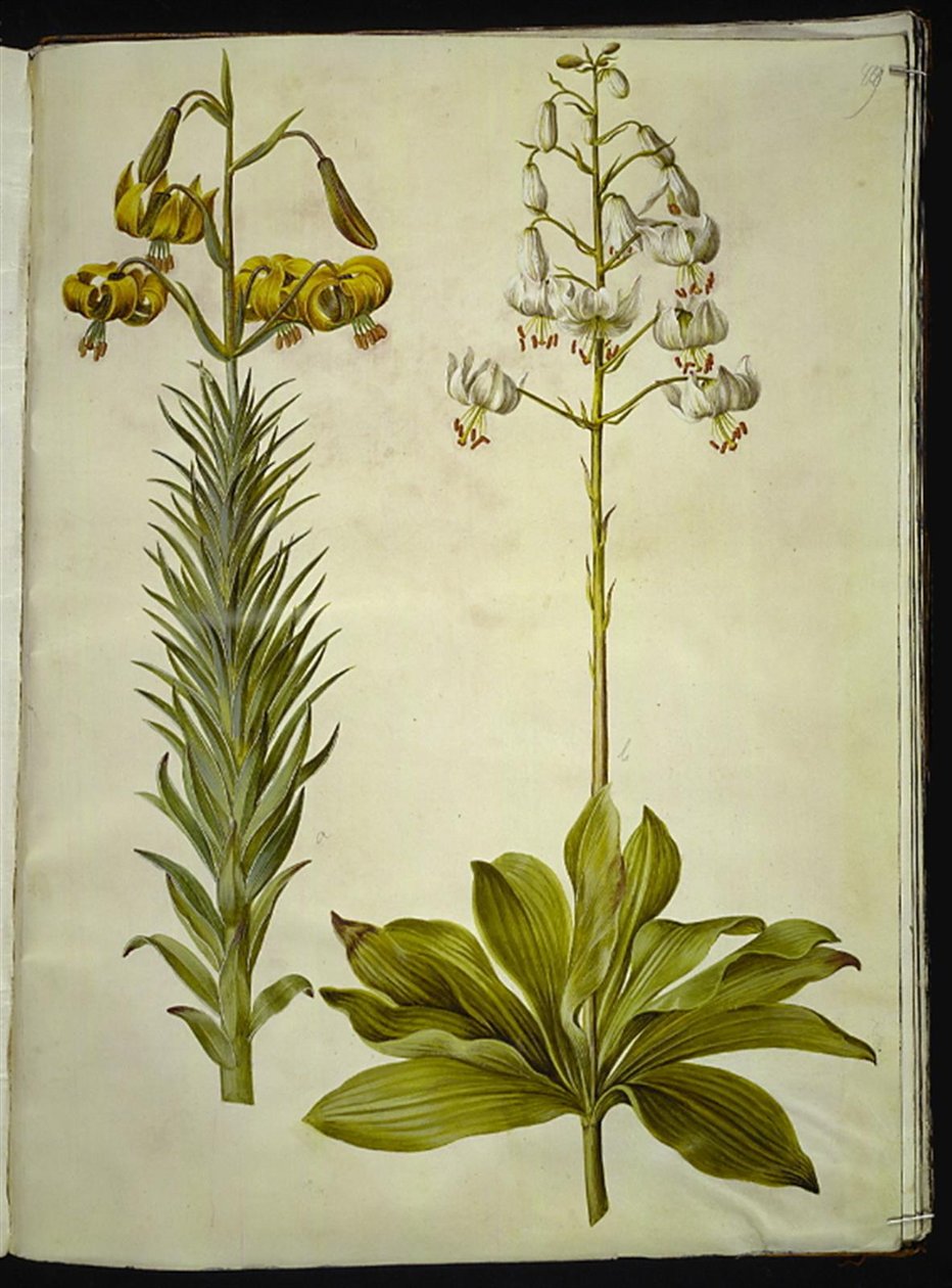 Lilium pyrenaicum (زنبق البرانس) ؛ ليليوم مارتاجون (إكليل الزنبق) بواسطة هانز سيمون هولتزبيكر