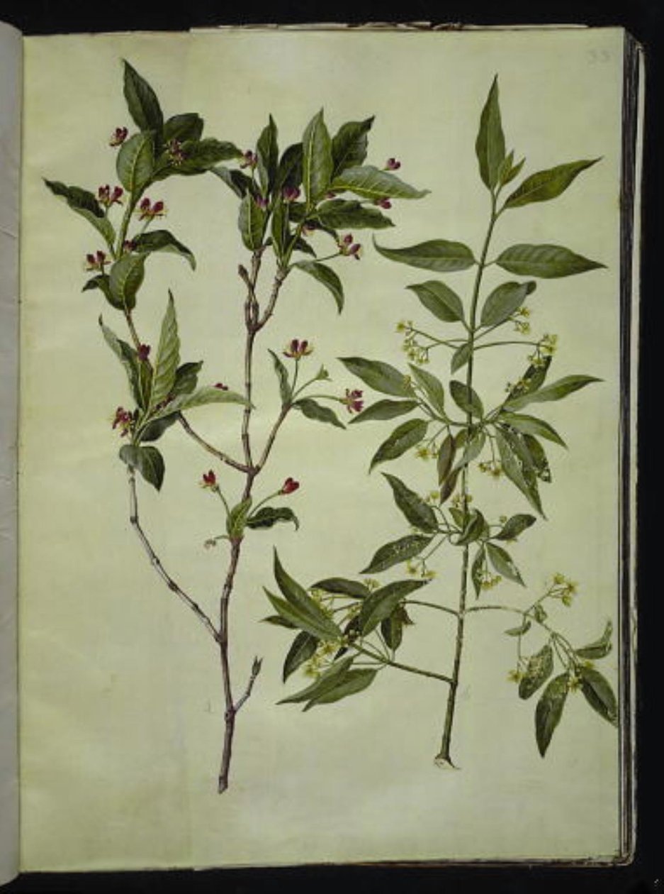 Lonicera alpigena (أوراق الماعز الألبية) ؛ Euonymus europaeus (بونوود مشترك) بواسطة هانز سيمون هولتزبيكر
