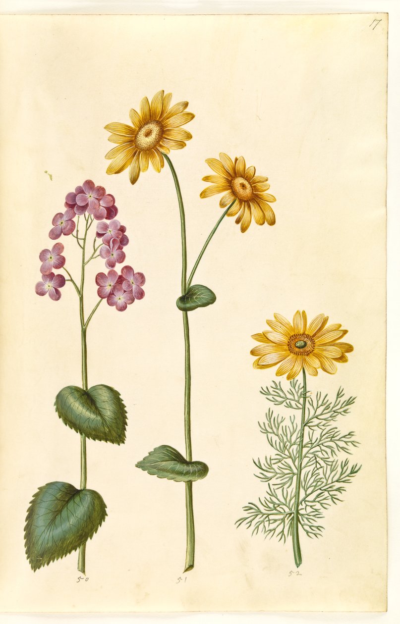 القمر السنوي (judaspenge) ؛ Doronicum pardalianches (hjertebladet gemserod) ؛ Vernal Adonis (vår-adonis) بواسطة هانز سيمون هولتزبيكر