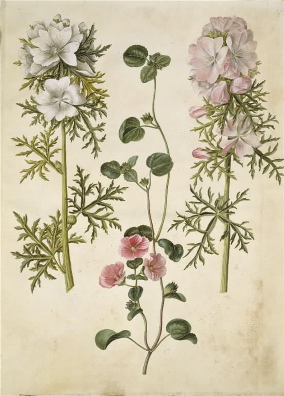 Malva moschata (مظلة المسك) ؛ Malva أو Malope (art af katost or malope) بواسطة هانز سيمون هولتزبيكر