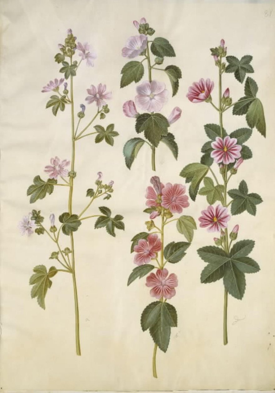 Malva sylvestris (جبن القطط الشائع) ؛ Lavatera thuringiaca (وردة الحور الألمانية) بواسطة هانز سيمون هولتزبيكر