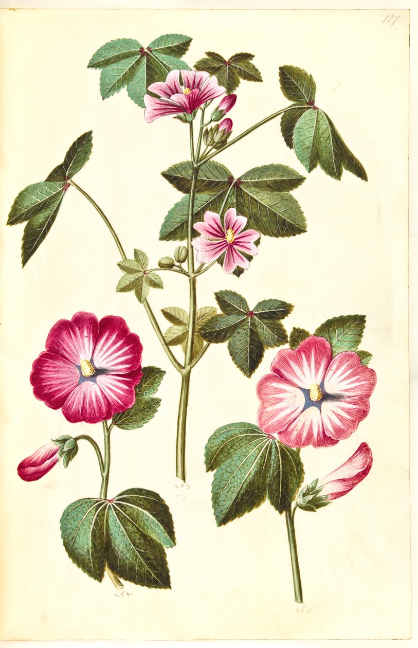 Malva sylvestris (جبن القطط الشائع) ؛ Lavatera trimestris (دودة مملوك) بواسطة هانز سيمون هولتزبيكر