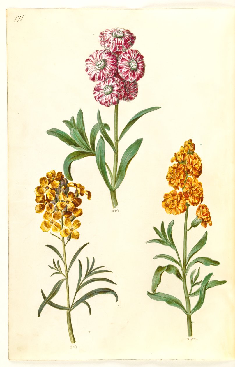 ماتيولا إنكانا (طائر البقر الشتوي) ؛ Erysimum Cheiri (ذهبي) بواسطة هانز سيمون هولتزبيكر