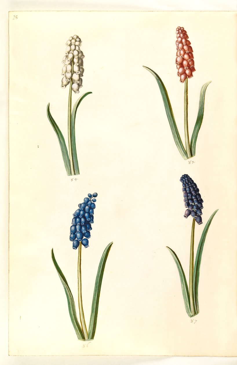 Muscari Botryoides (صفير اللؤلؤ المشترك) بواسطة هانز سيمون هولتزبيكر