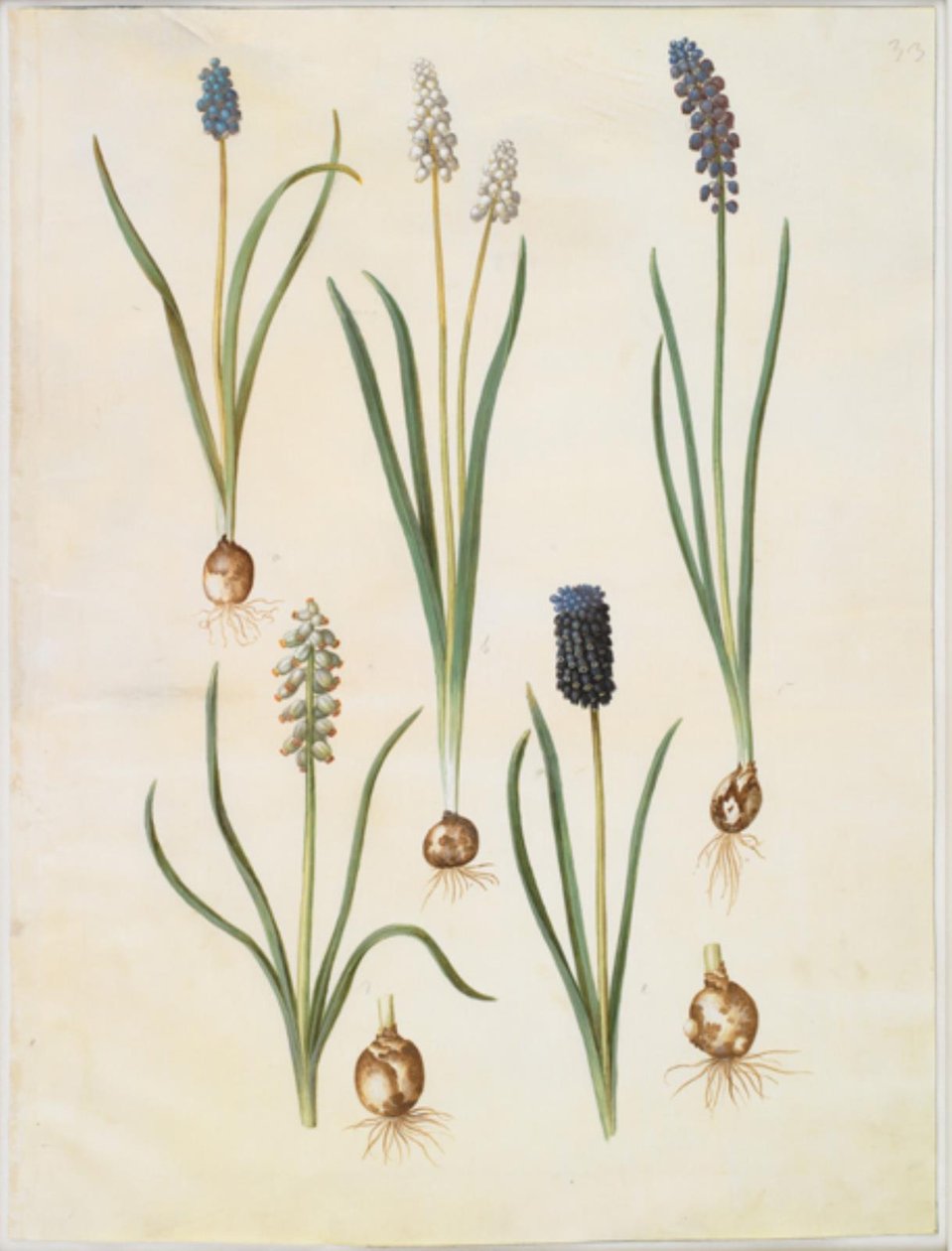 Muscari botryoides (almindelig perlehyacint) ؛ Muscari racemosum (المسك-perlehyacint) ؛ أهمل مسكاري بواسطة هانز سيمون هولتزبيكر