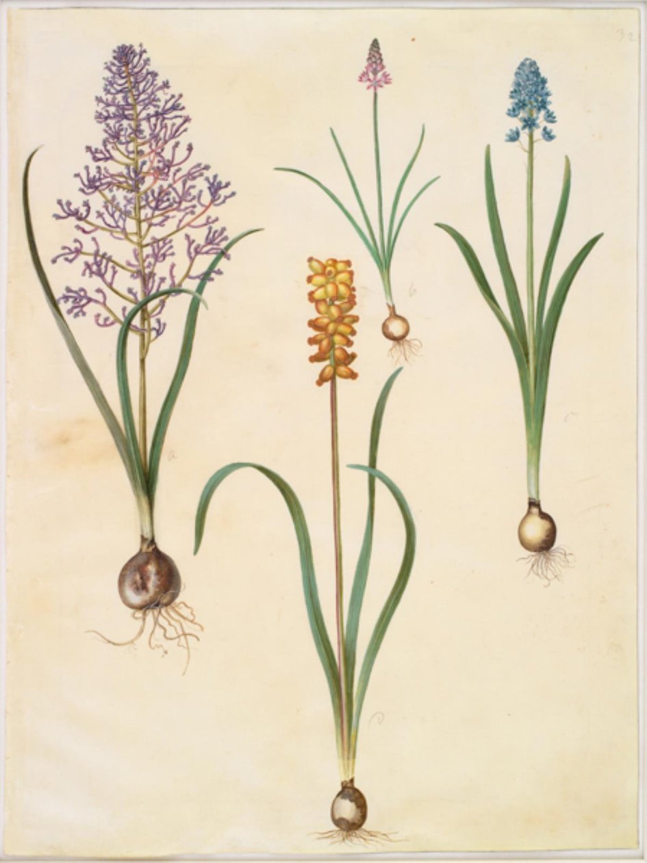 مسكاري كوموسوم (زهرة صفير) ؛ Scilla autumnalis (høst-skilla) ؛ Hyacinthoides italica (italiensk klokskilla) ؛ Muscari macrocarpum (صفير لؤلؤي أصفر) بواسطة هانز سيمون هولتزبيكر