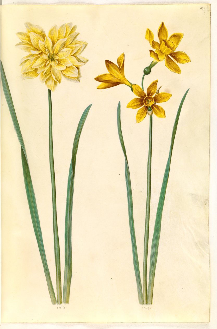 النرجس الكاذب (النرجس البري) ؛ Narcissus tazetta aureus (الذهب-tazet) بواسطة هانز سيمون هولتزبيكر
