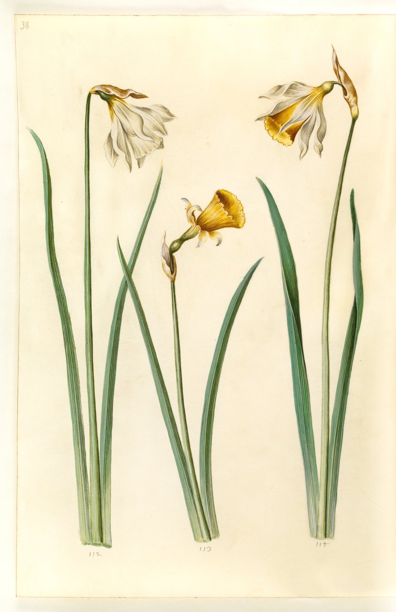 نرجس pseudonarcissus moschatus (المسك-النرجس) ؛ نرجس بولبوكوديوم (كرينولين - نرجس) ؛ Narcissus pseudonarcissus (påskelilje) بواسطة هانز سيمون هولتزبيكر