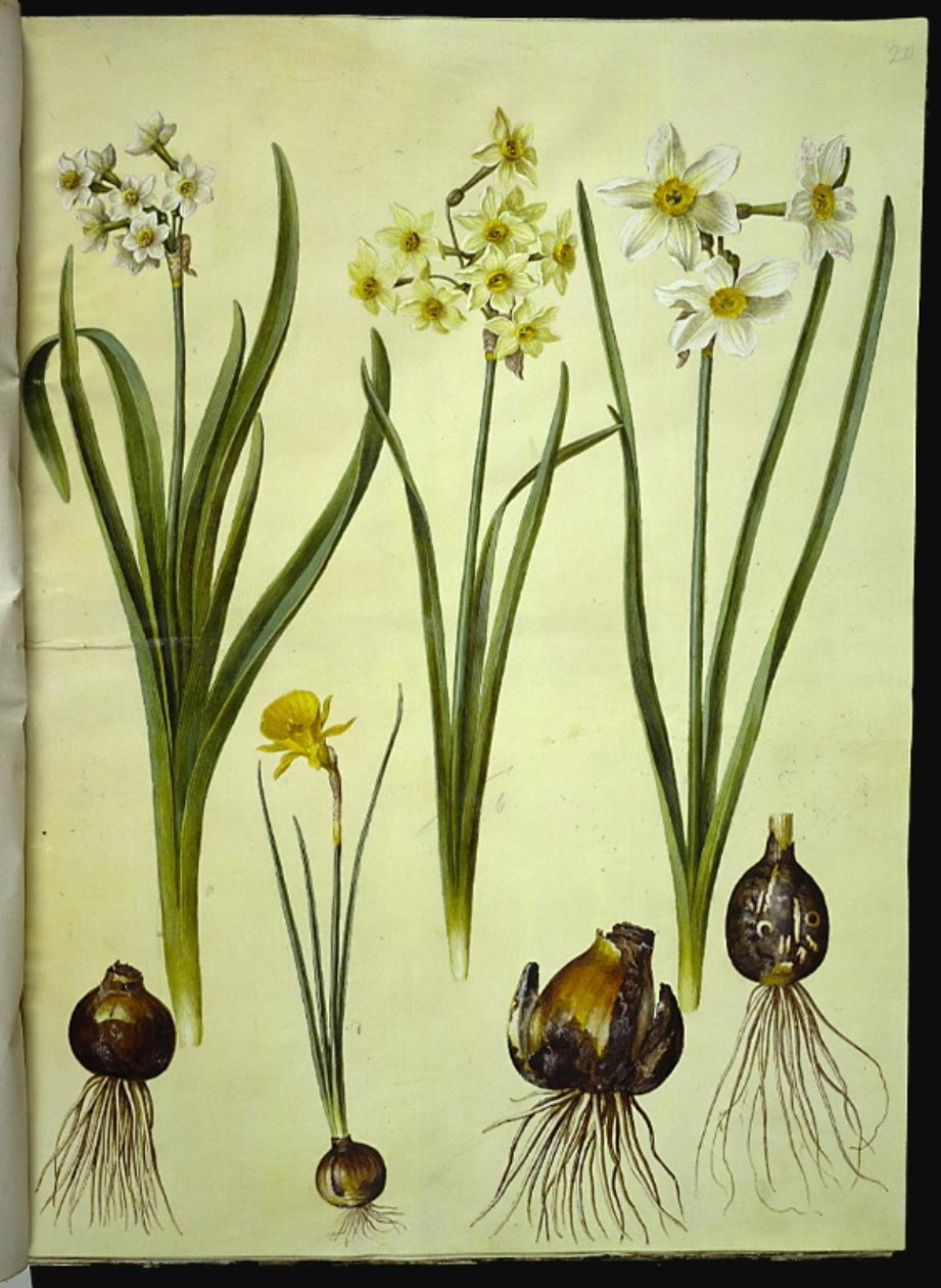 نرجس تازيتا (تازت) ؛ Narcissus × medioluteus (toblomstret narcis) ؛ نرجس بولبوكوديوم (كرينولين-نارسيس) بواسطة هانز سيمون هولتزبيكر