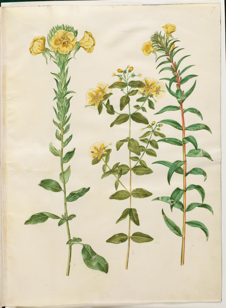 Oenothera biennis (زهرة الربيع المسائية كل سنتين) ؛ Hypericum hircinum (نبتة سانت جون النتنة) ؛ Oenothera rubricaulis (زهرة الربيع المسائية ذات الثمار الحمراء) بواسطة هانز سيمون هولتزبيكر