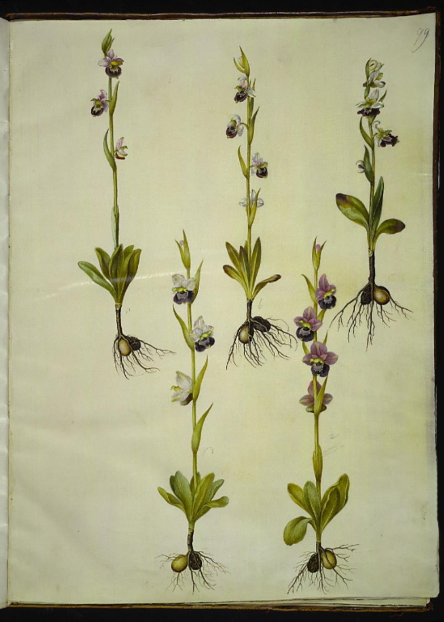 Ophrys fuciflora (طائرة بدون طيار-flueblomst) بواسطة هانز سيمون هولتزبيكر