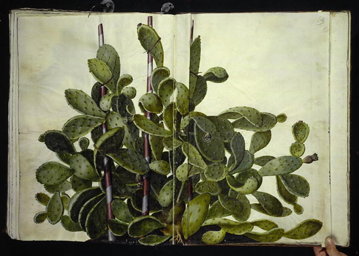 Opuntia ficus-indica أو Opuntia humifusa أو Opuntia monacantha (art af figenkaktus) بواسطة هانز سيمون هولتزبيكر