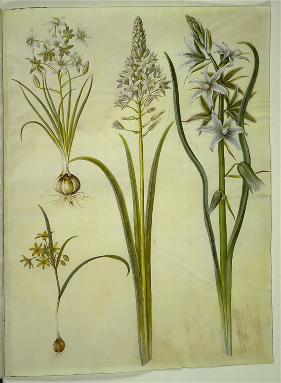 Ornithogalum umbellatum (حليب الطيور الدايت) ؛ Ornithogalum Pyramidale (حليب الطيور الهرم) ؛ Gagea lutea (نجمة ذهبية مشتركة) ؛ Ornithogalum nutans (إيماءة حليب الطيور) بواسطة هانز سيمون هولتزبيكر