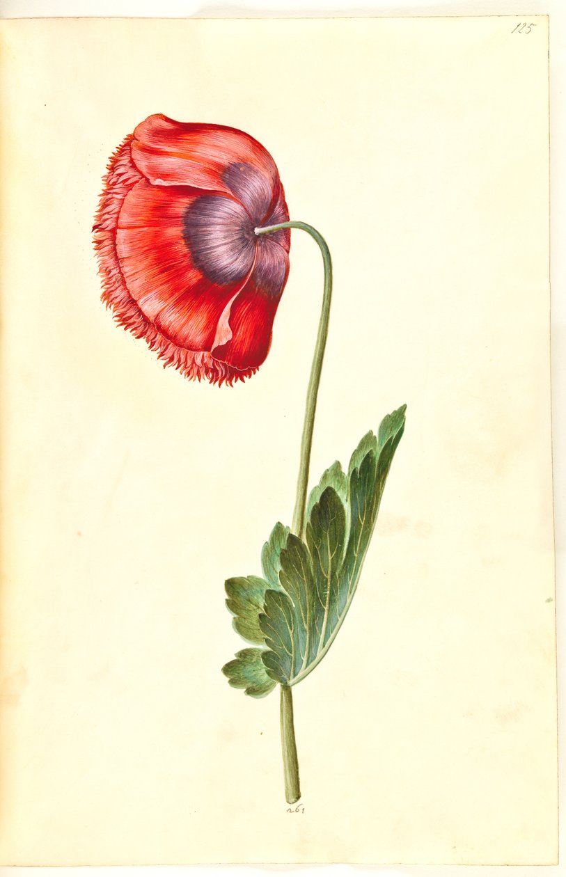 Papaver somniferum (خشخاش الأفيون) بواسطة هانز سيمون هولتزبيكر