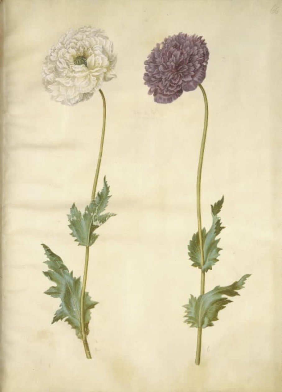 Papaver somniferum (خشخاش الأفيون) بواسطة هانز سيمون هولتزبيكر