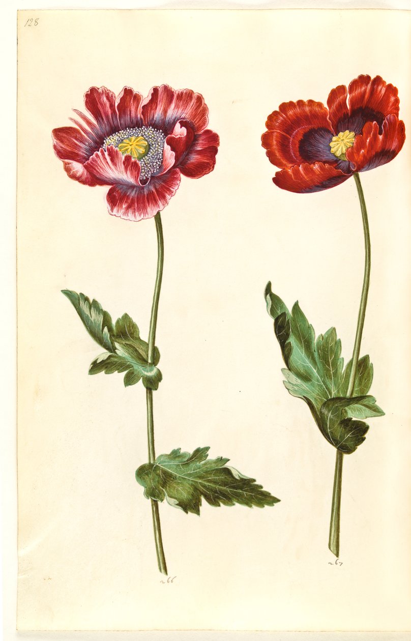 Papaver somniferum (خشخاش الأفيون) بواسطة هانز سيمون هولتزبيكر
