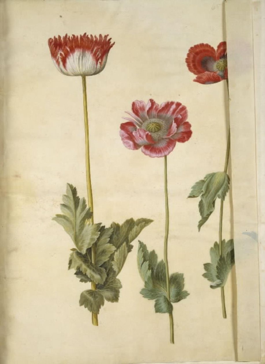 Papaver somniferum (خشخاش الأفيون) بواسطة هانز سيمون هولتزبيكر