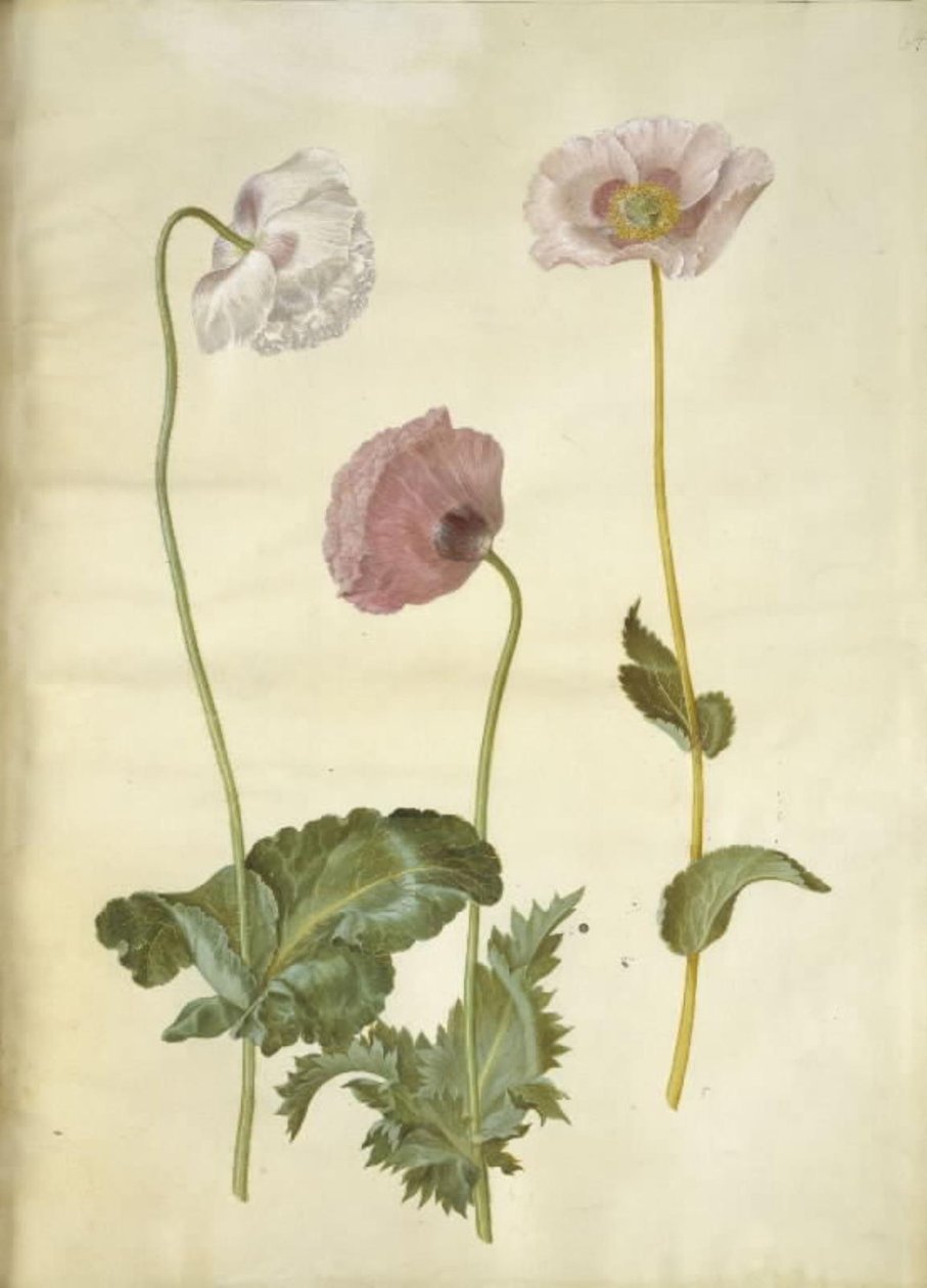 Papaver somniferum (خشخاش الأفيون) بواسطة هانز سيمون هولتزبيكر