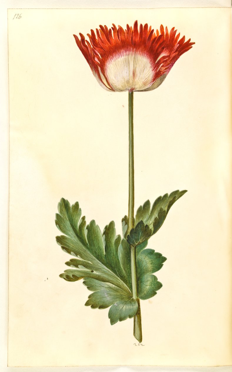 Papaver somniferum (خشخاش الأفيون) بواسطة هانز سيمون هولتزبيكر