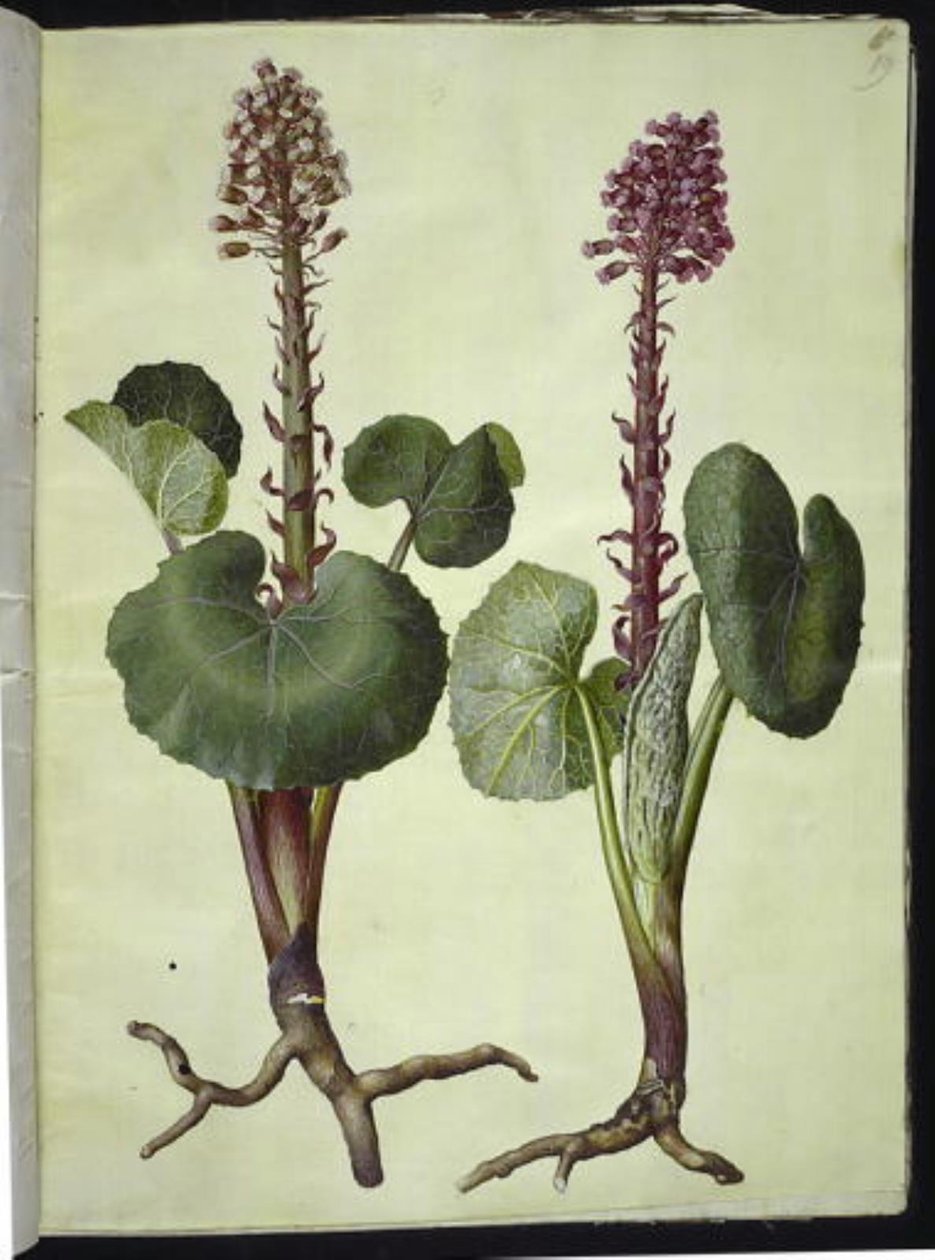 Petasites hybridus (حدوة حصان حمراء) بواسطة هانز سيمون هولتزبيكر