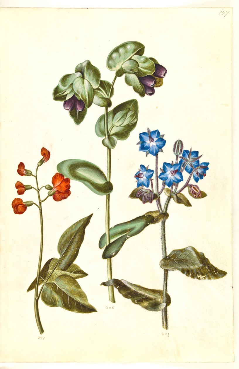 Phaseolus coccineus (تباهى الفول) ؛ Cerinthe الكبرى (waxwort) ؛ Borago officinalis (لسان الثور الشائع) بواسطة هانز سيمون هولتزبيكر