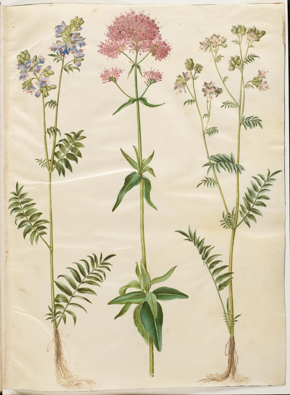 Polemonium caeruleum (سلم يعقوب المشترك) ؛ Centranthus ruber (بوغ أحمر حشيشة الهر) بواسطة هانز سيمون هولتزبيكر