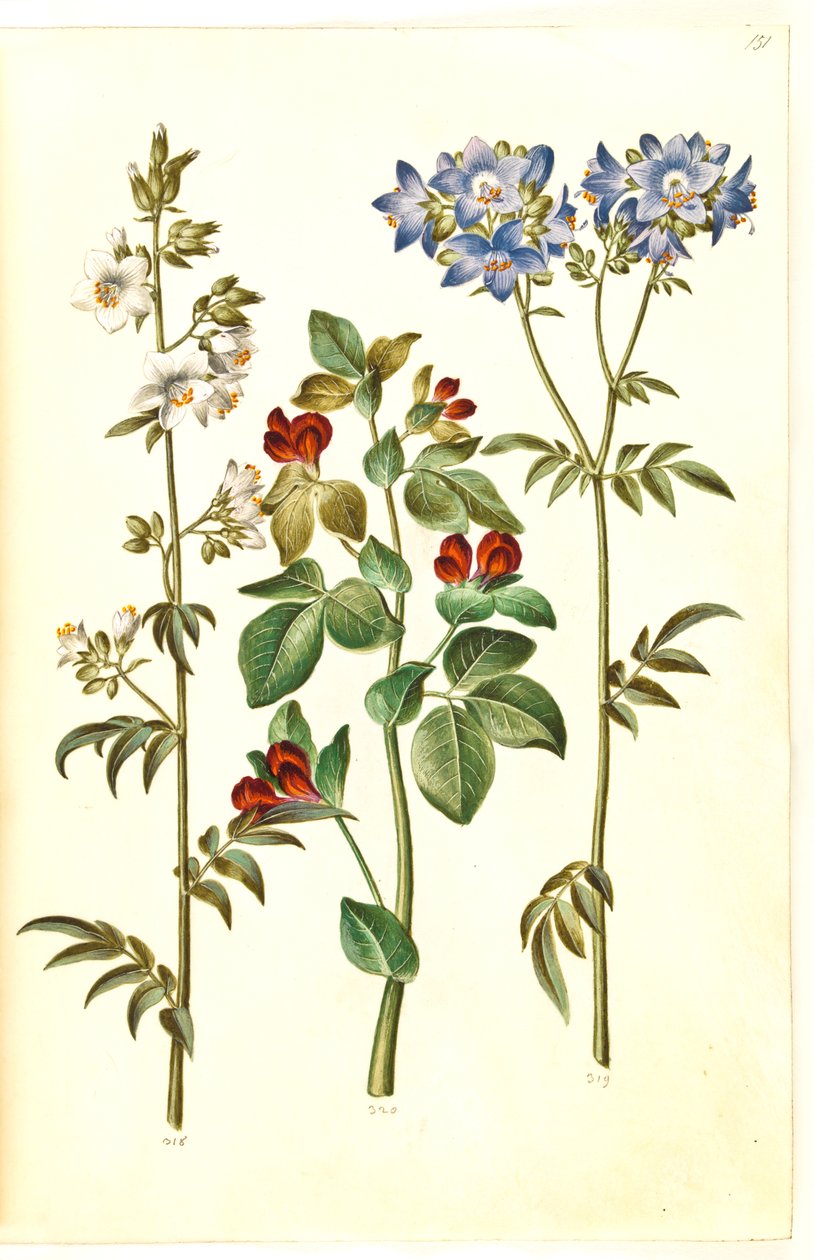 Polemonium caeruleum (سلم يعقوب المشترك) ؛ لوتس tetragonolobus (الهليون البازلاء) بواسطة هانز سيمون هولتزبيكر
