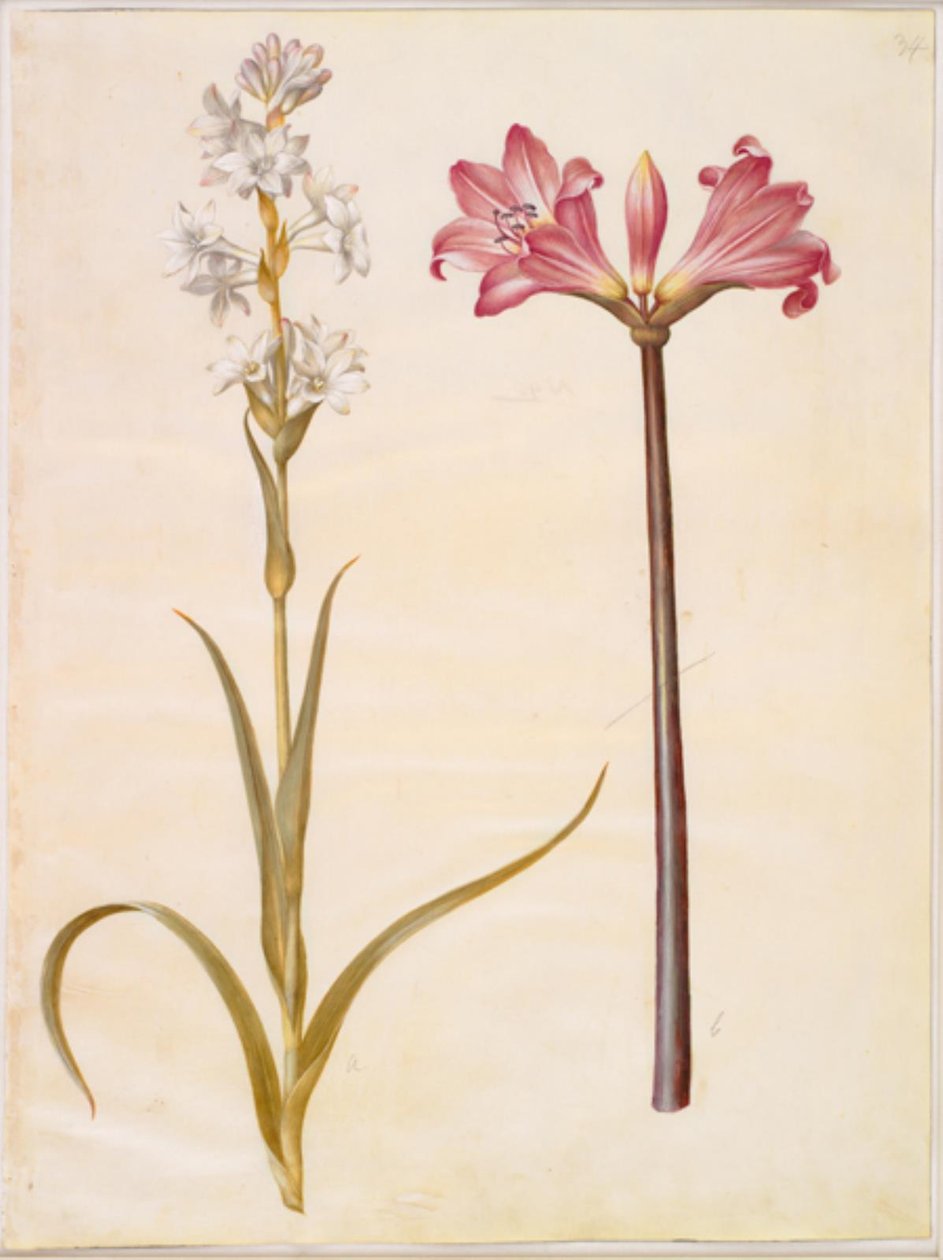 Polianthes tuberosa (درني) ؛ أمارلس نايشيد (بلادوناليلجي) بواسطة هانز سيمون هولتزبيكر