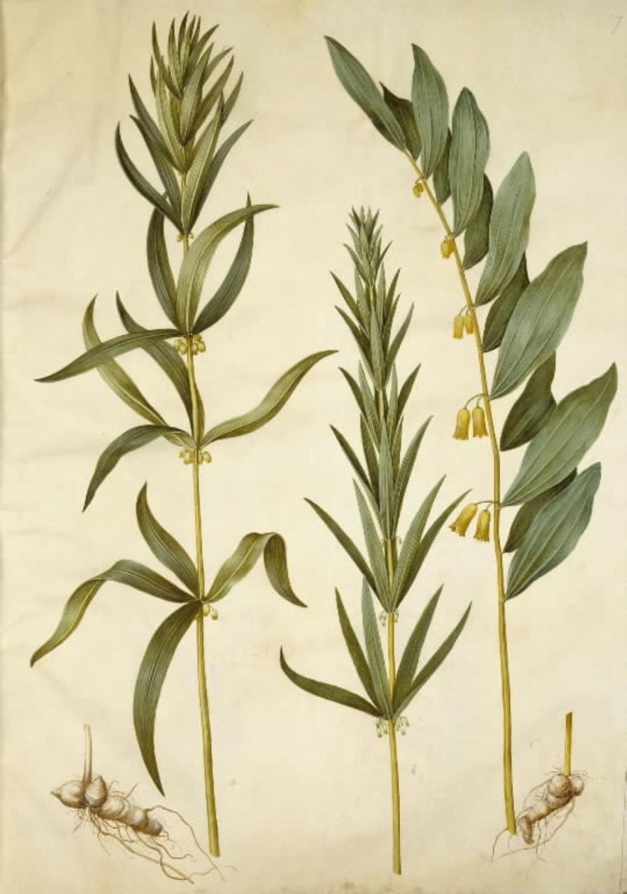 Polygonatum verticillatum (krans-konval) ؛ بوليغوناتوم مولتيفلوروم (مخزن كونفال) بواسطة هانز سيمون هولتزبيكر