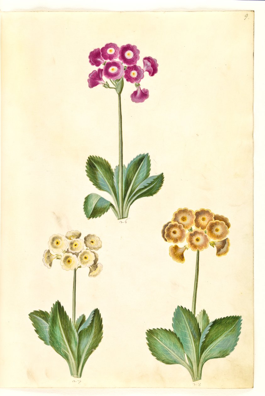 Primula × pubescens (أذن الحديقة) بواسطة هانز سيمون هولتزبيكر